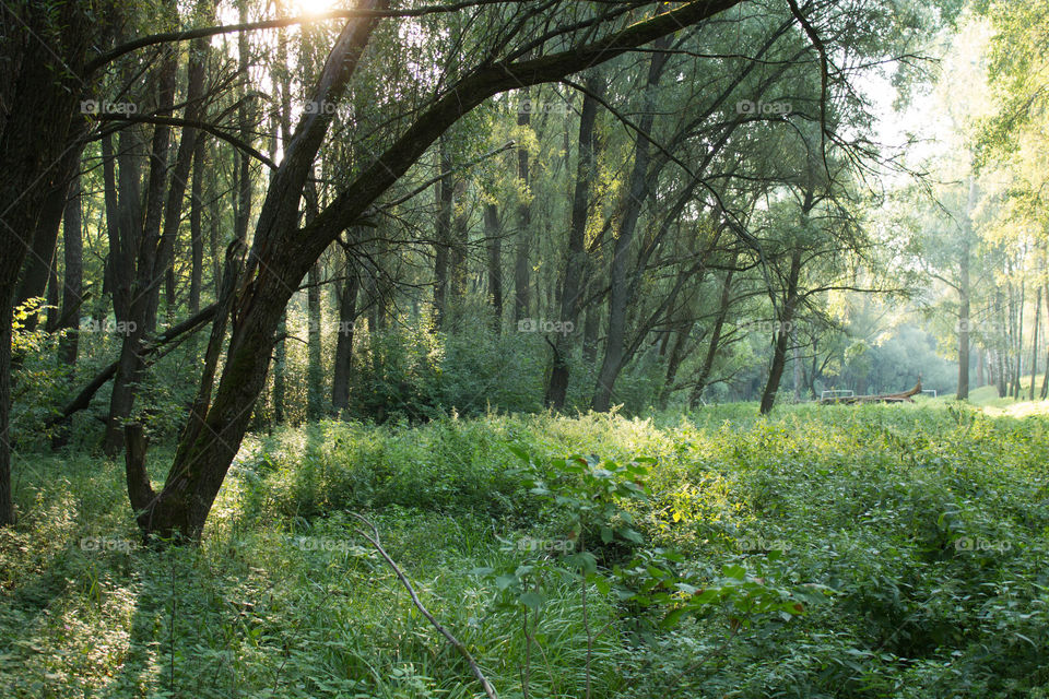 Wood, Landscape, Tree, Nature, Park