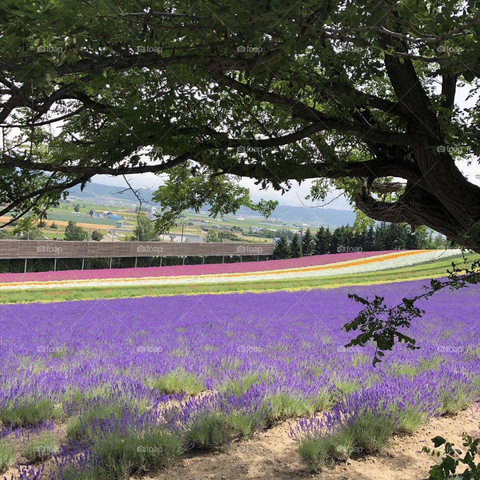 Lavender fields in Japan 