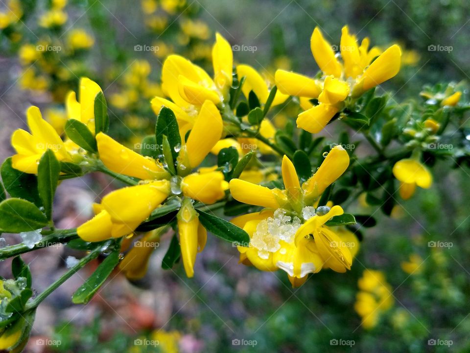 Hail crystals in yellow petals
