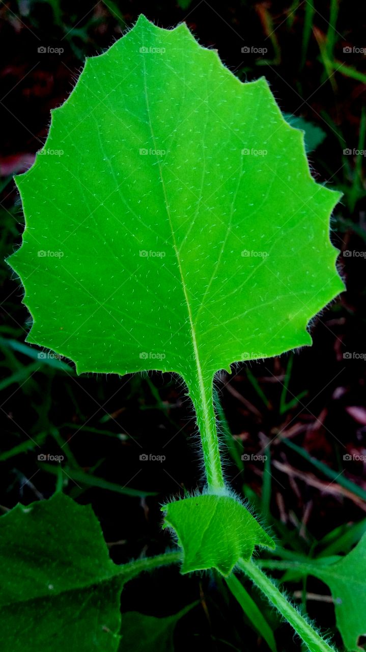 leaf