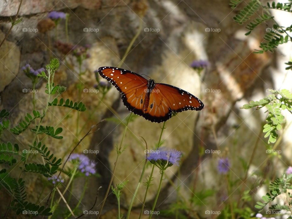 butterfly in the garden