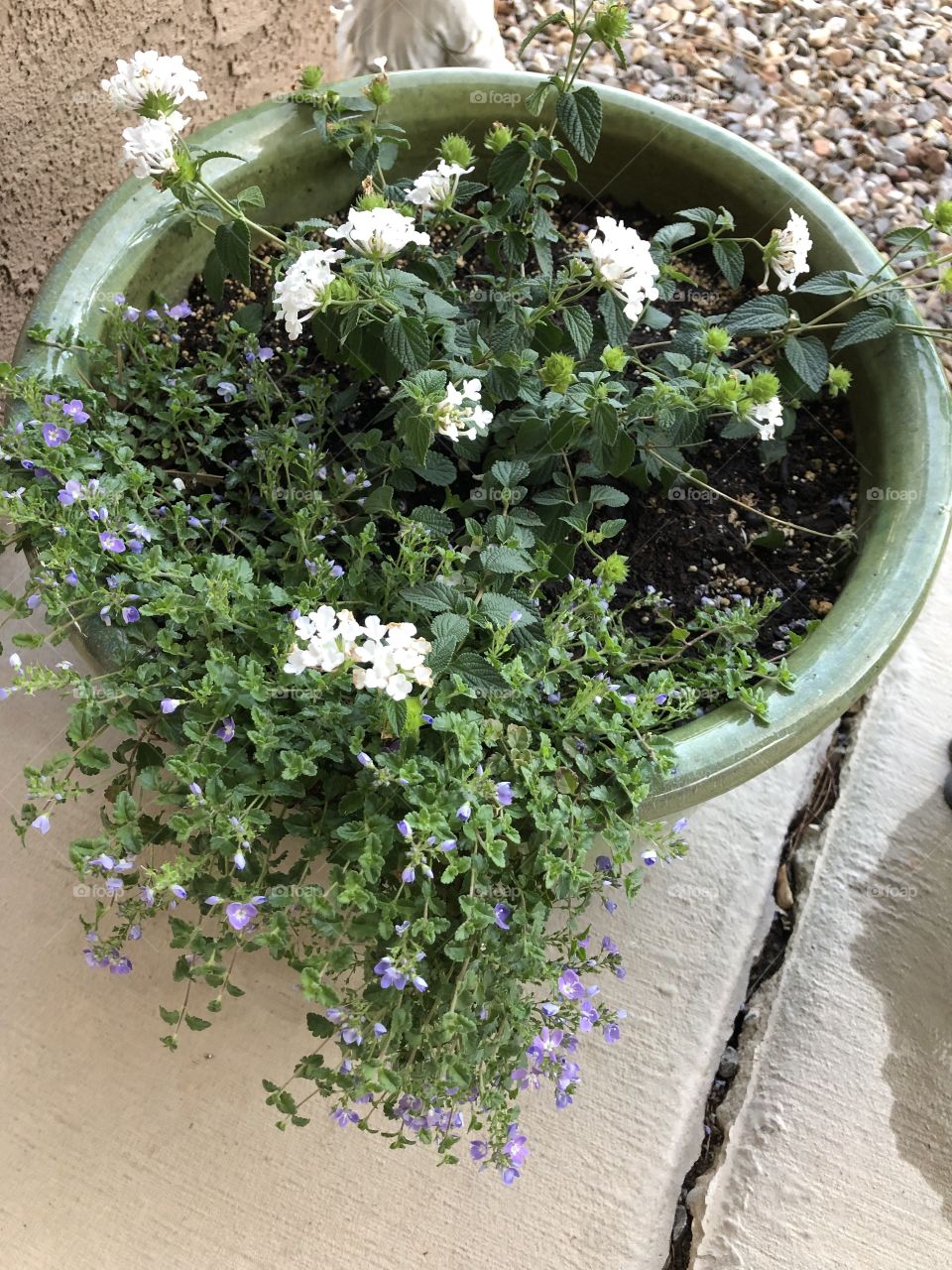 Container planting with purple flowers