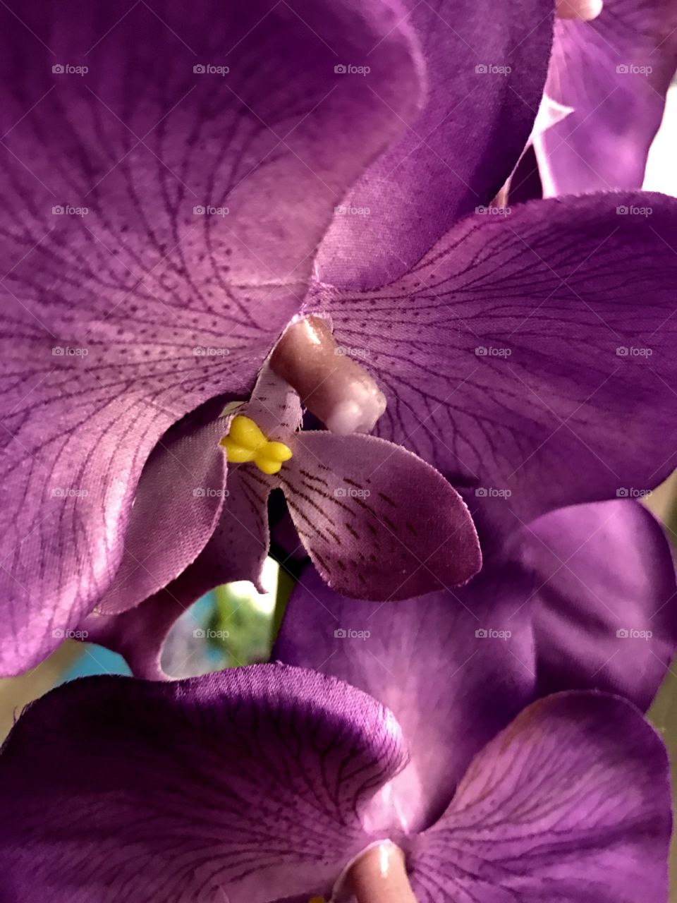 Purple orquids