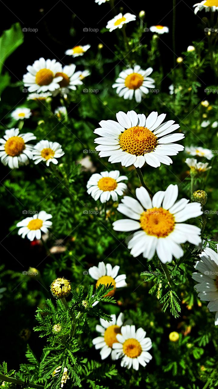 Happy daisies