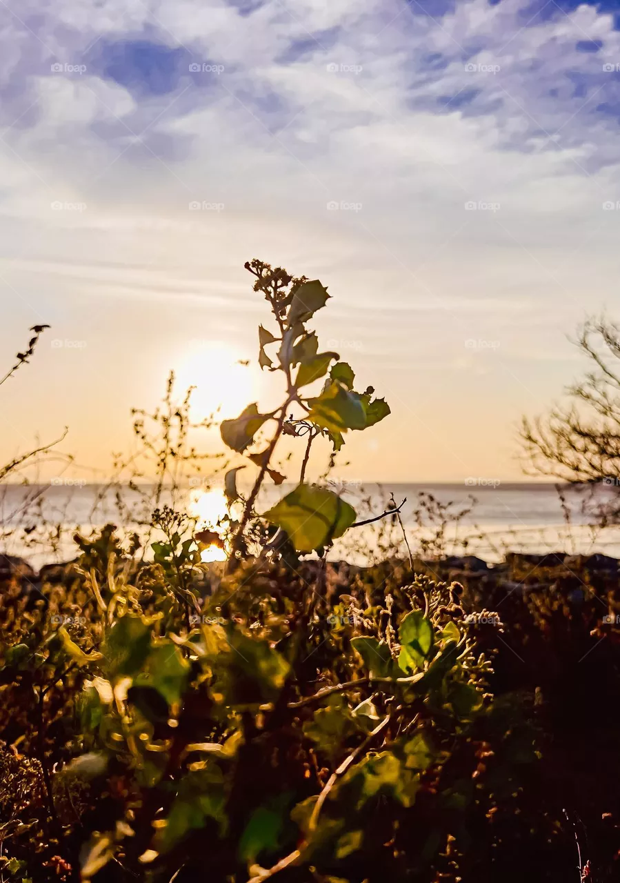 Beautiful sun shines at the plant by the beach 