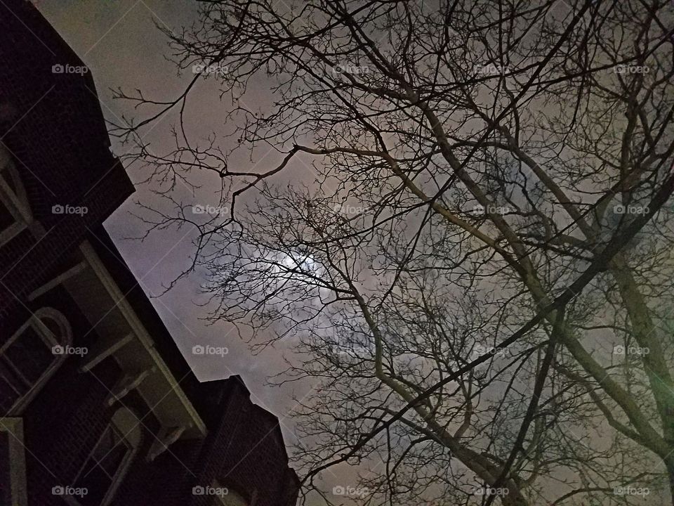 Tree, Winter, Wood, No Person, Branch