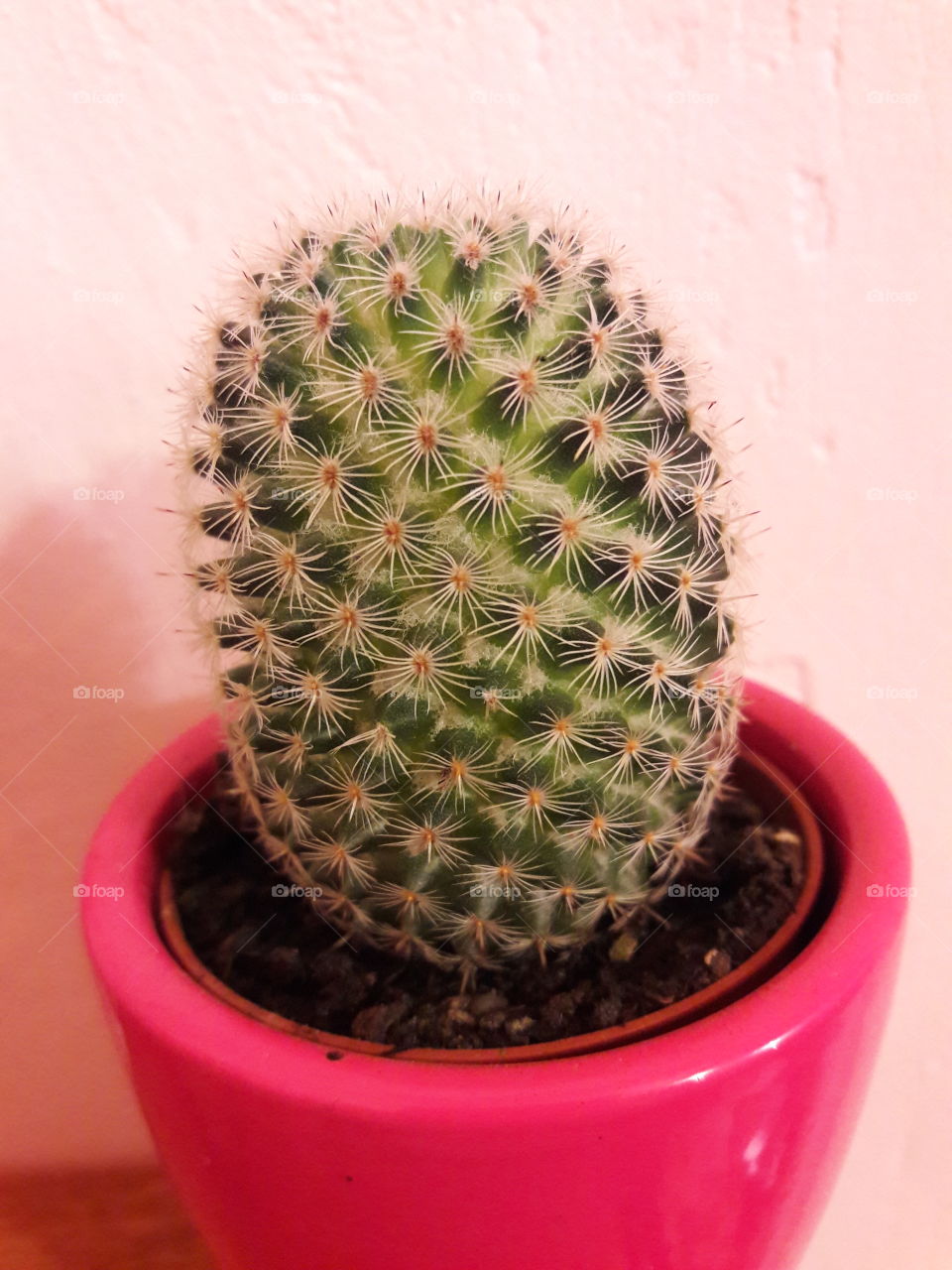 my little cactus