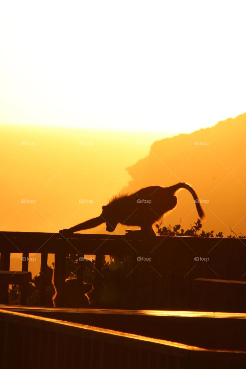 Two baboons silhouetted by the sunset at Robberg Nature Reserve, Plettenburg Bay, South Africa 
