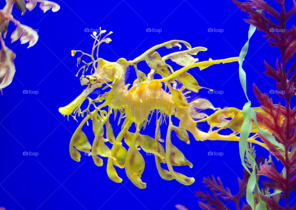 fish sea horse sea dragon by s