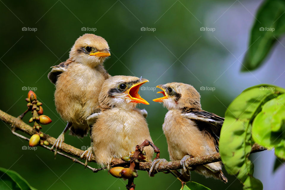 Cute three little birds.