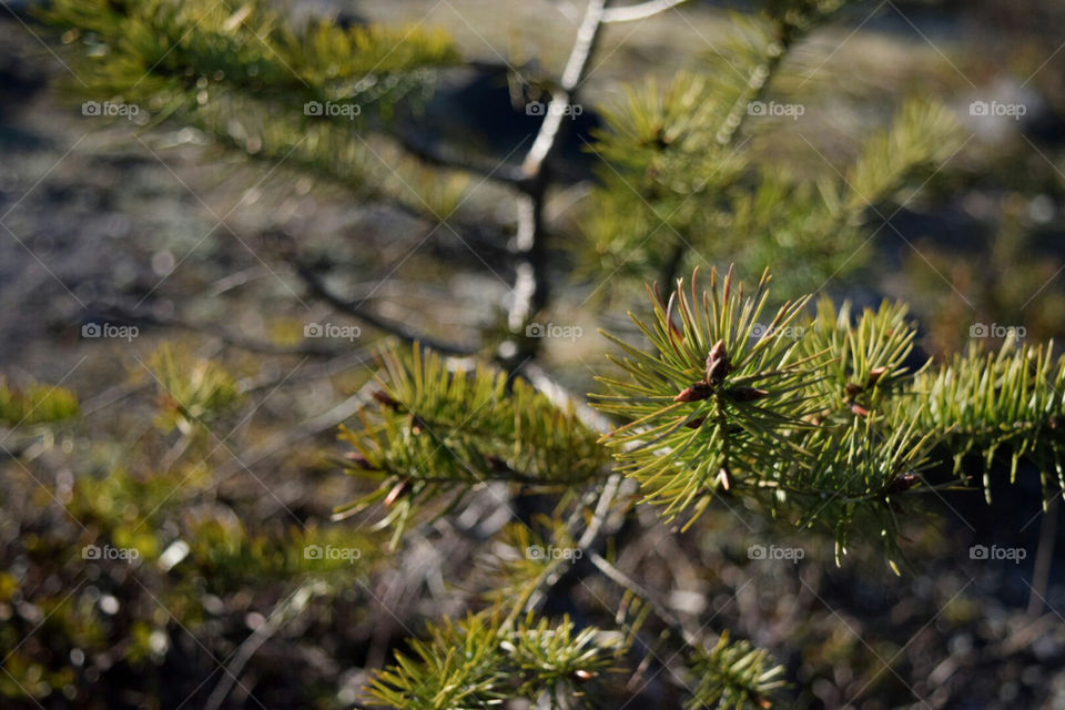 bush. small pine bush