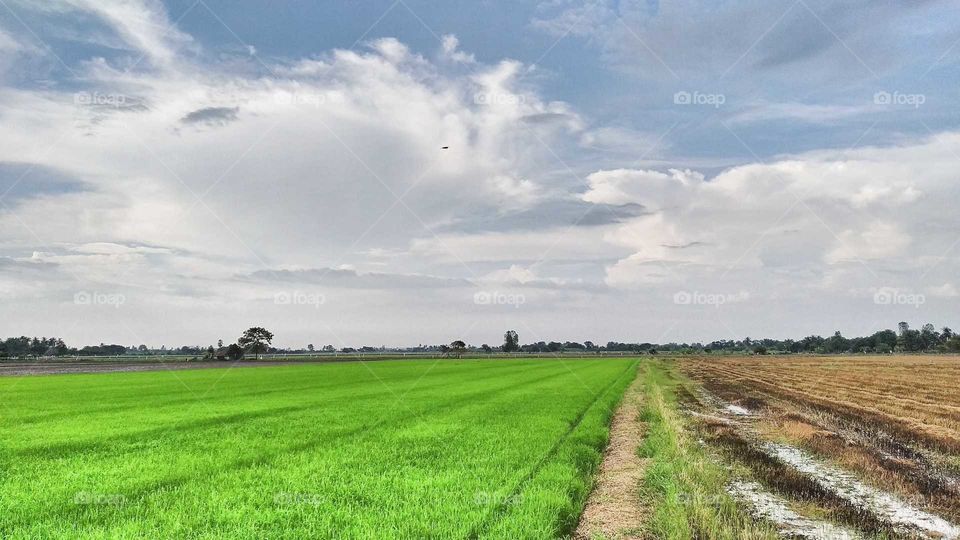 Paddy field & cloud