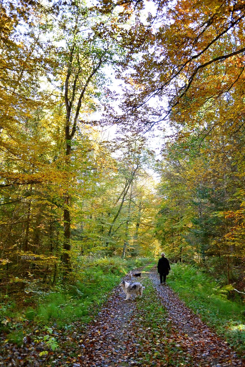 Rear view of senior woman with dogs walking on footpath in the forest