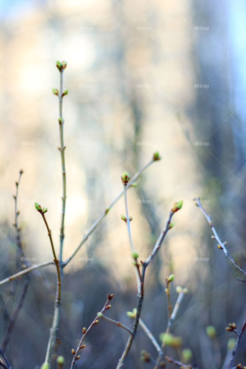 First spring buds