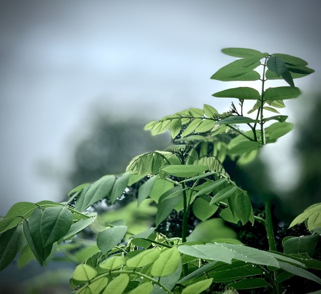 Green world magic 