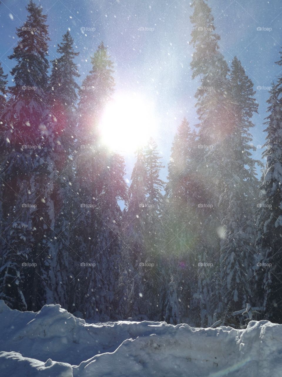 Sunshine on a snowy day 