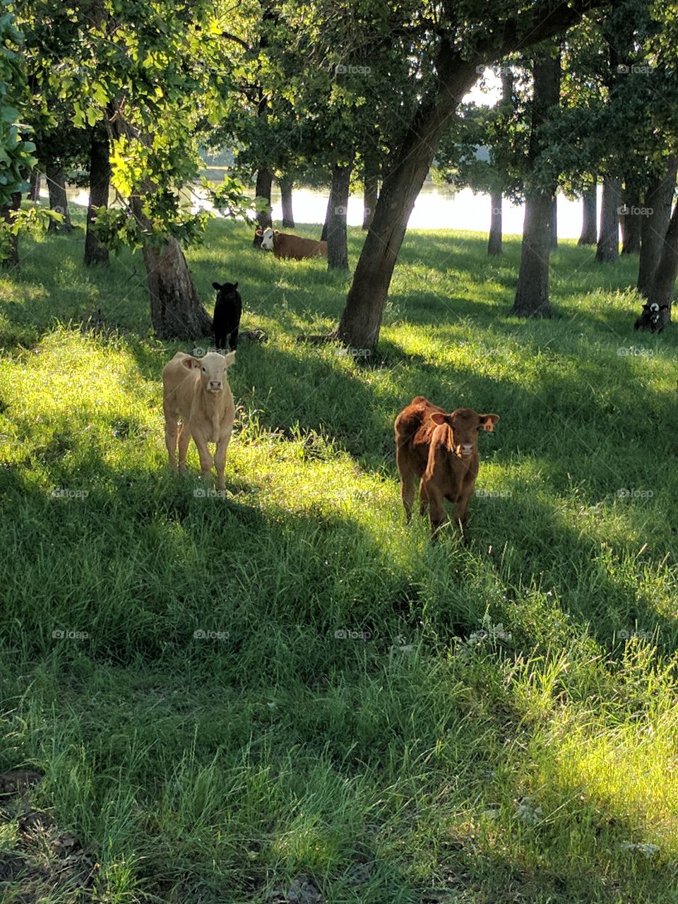 mischievous calves