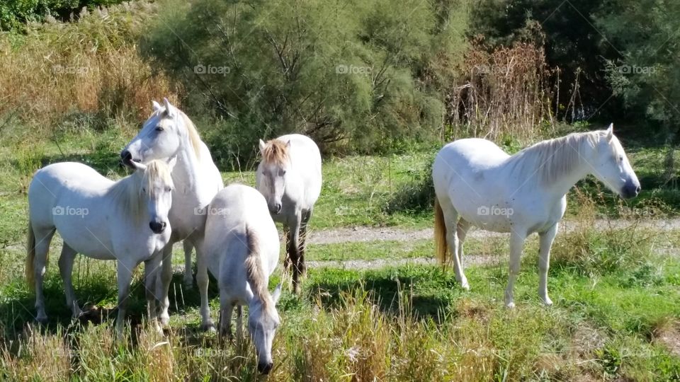 Camargue Horses. I took this photo in Camargue, Montpellier, France. These are free wild Camargue horses.