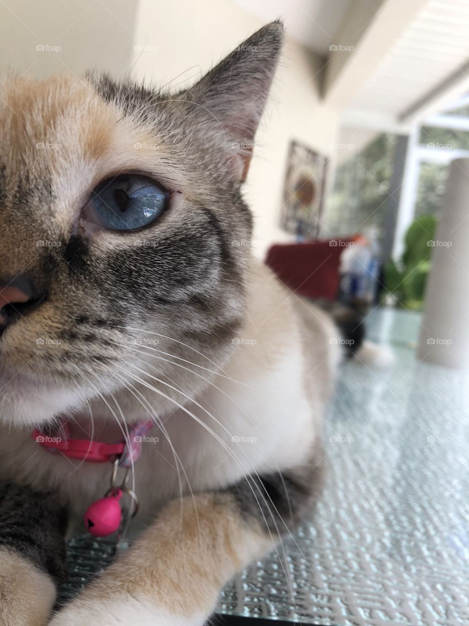 Pretty Javanese kitty wearing a pink collar, laying on the table outside in FL sniffing the camera while I take a picture. 