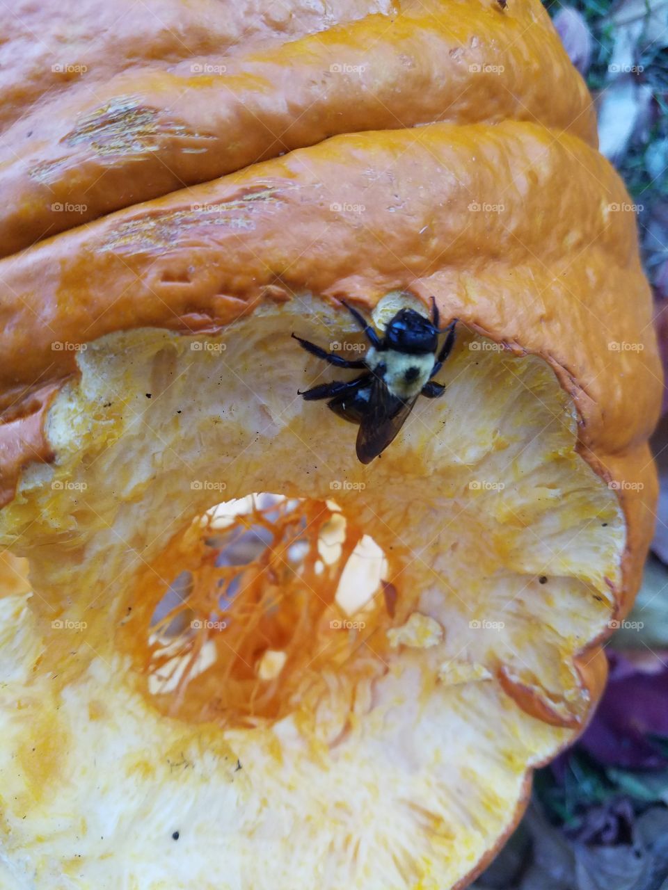 Bee enjoying our pumpkin