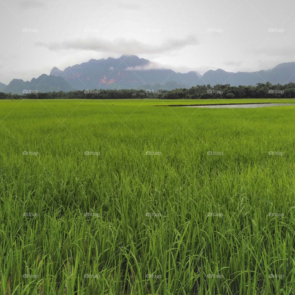 Rice field in Myanmar