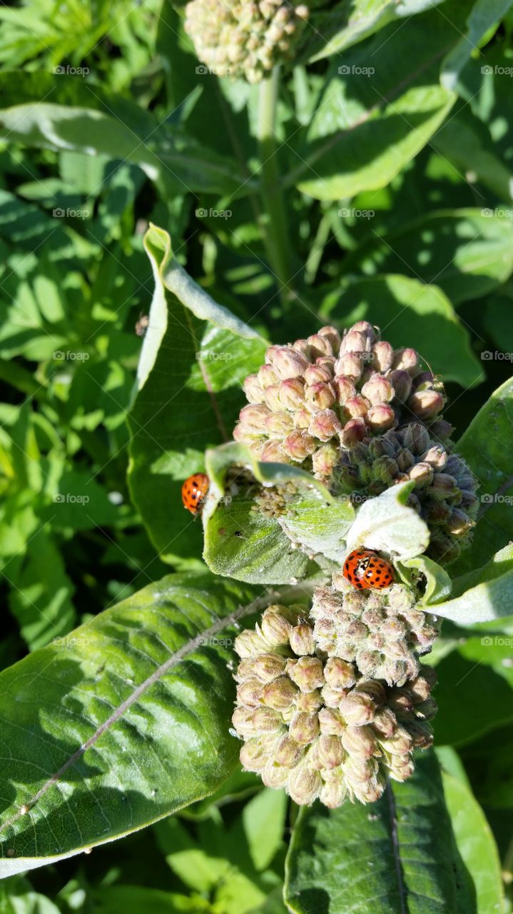 Ladybugs on milkweed