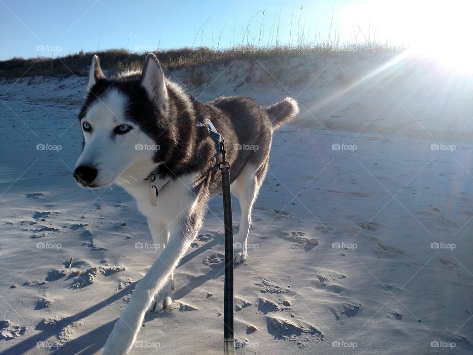 Beach Husky