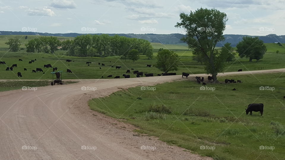 cattle road