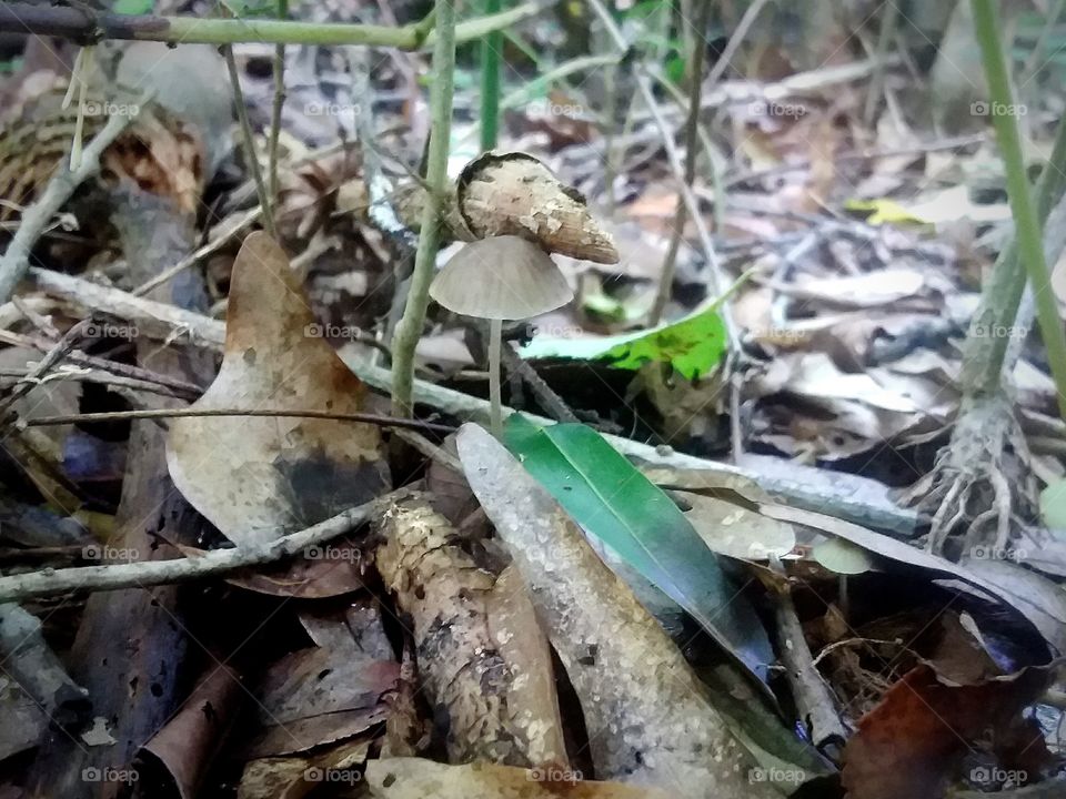 Little mushroom standing strong