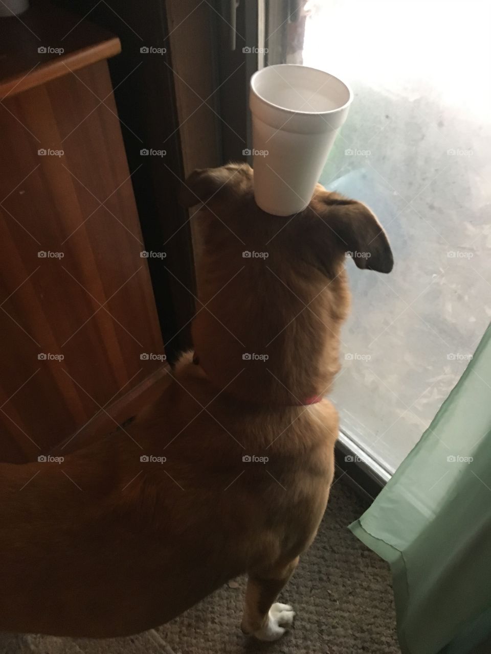 Dog Balancing a Cup on His Head 