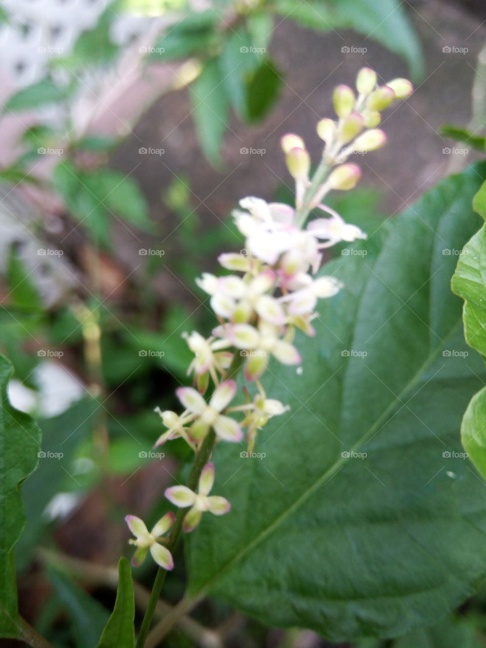 Nature, Leaf, Flora, Flower, Summer