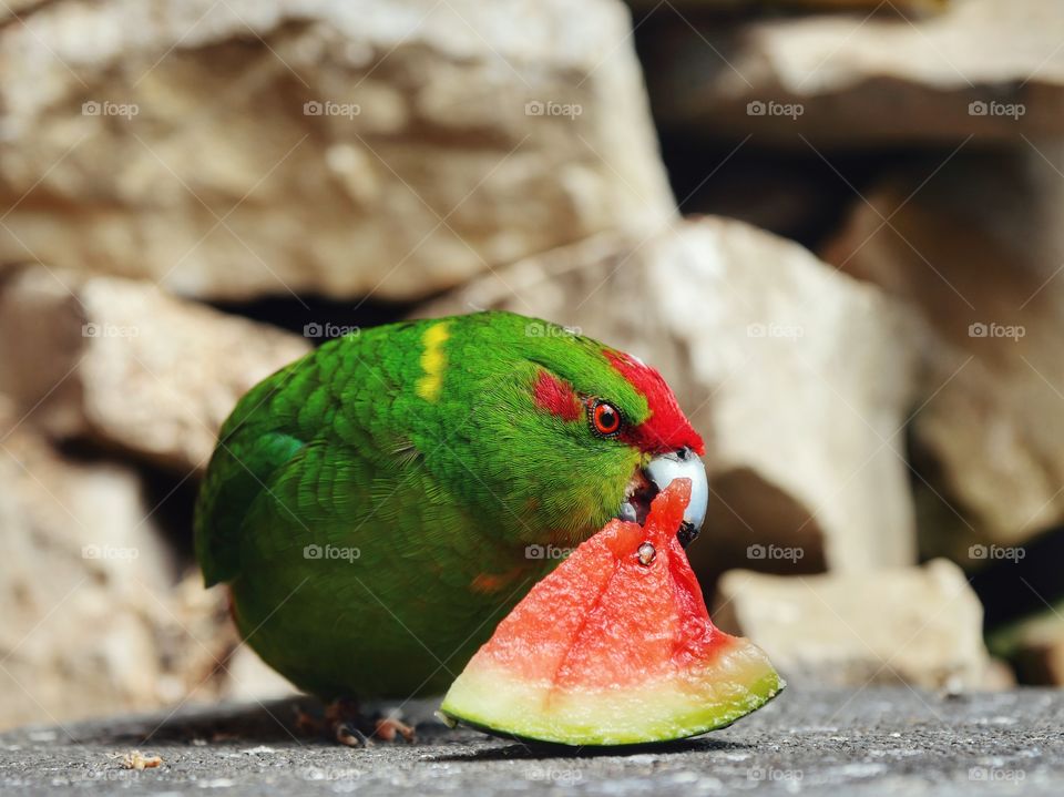 Kakariki parakeet eating watermelon