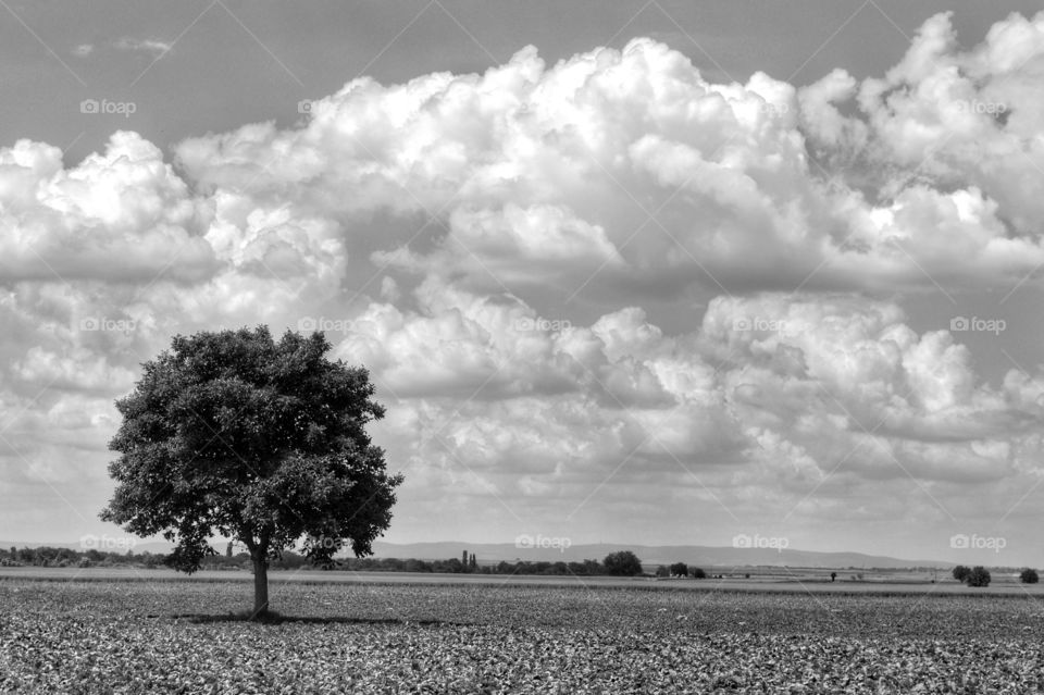 Landscape, No Person, Nature, Tree, Field