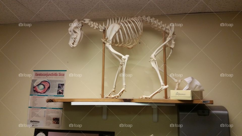 Vet's office dog skeleton