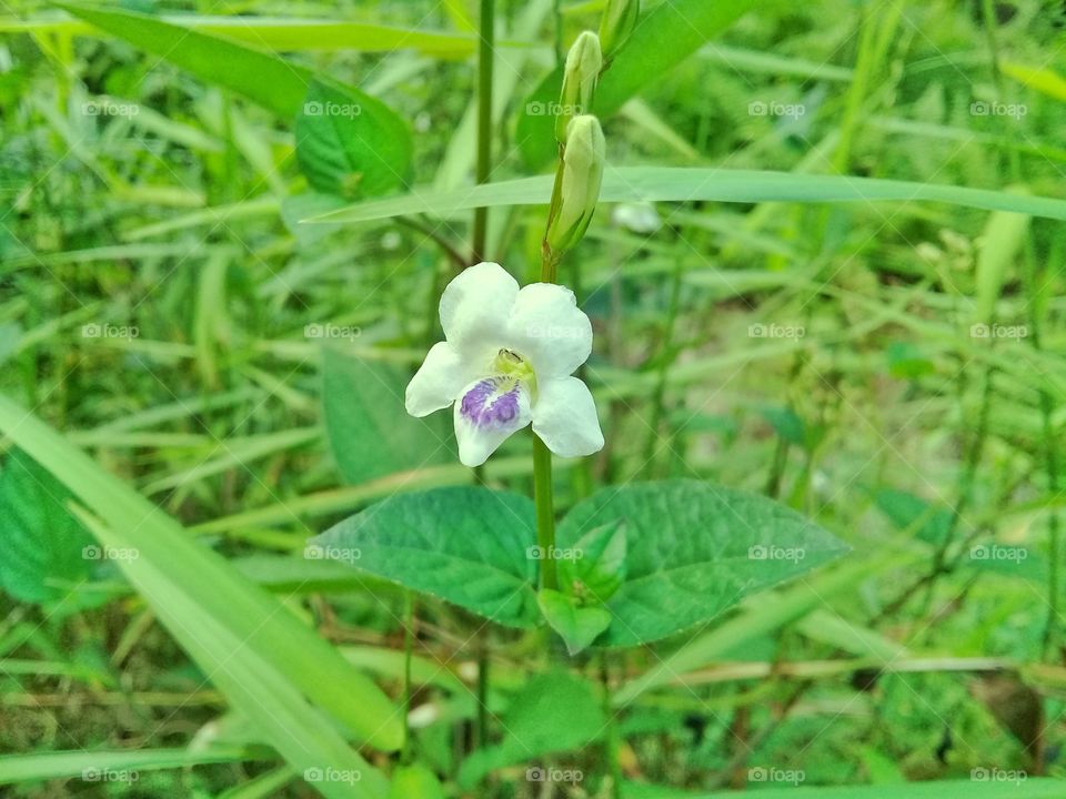 flowers fresh with white color with leaf background