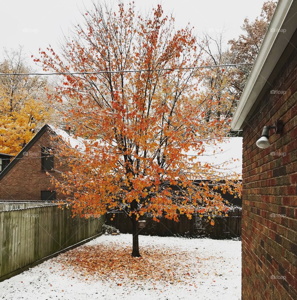 Snow in Ohio on the fall colorful leafs 