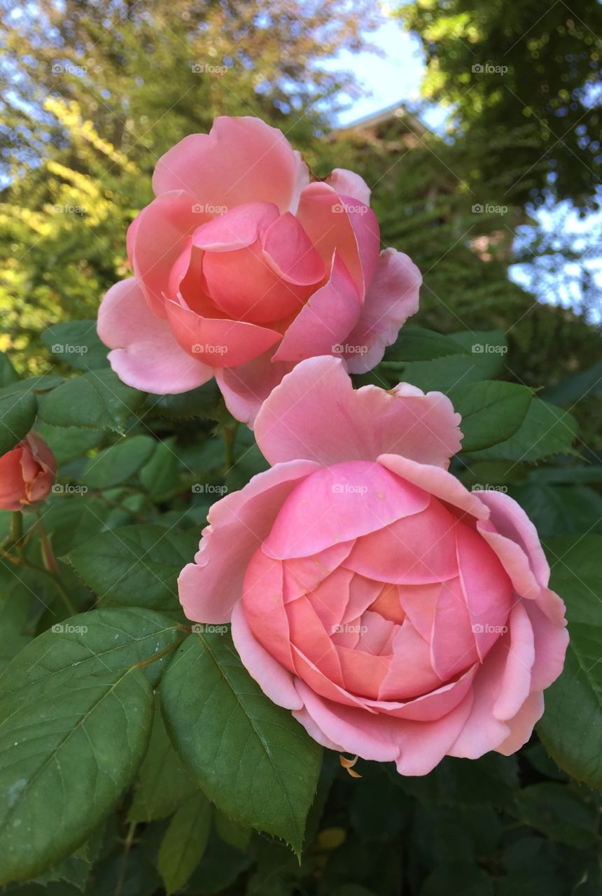 Pink Roses