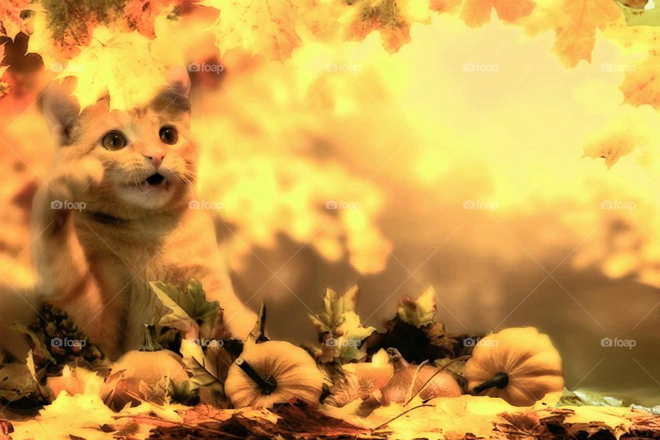 kitty playing in Autumn leaves