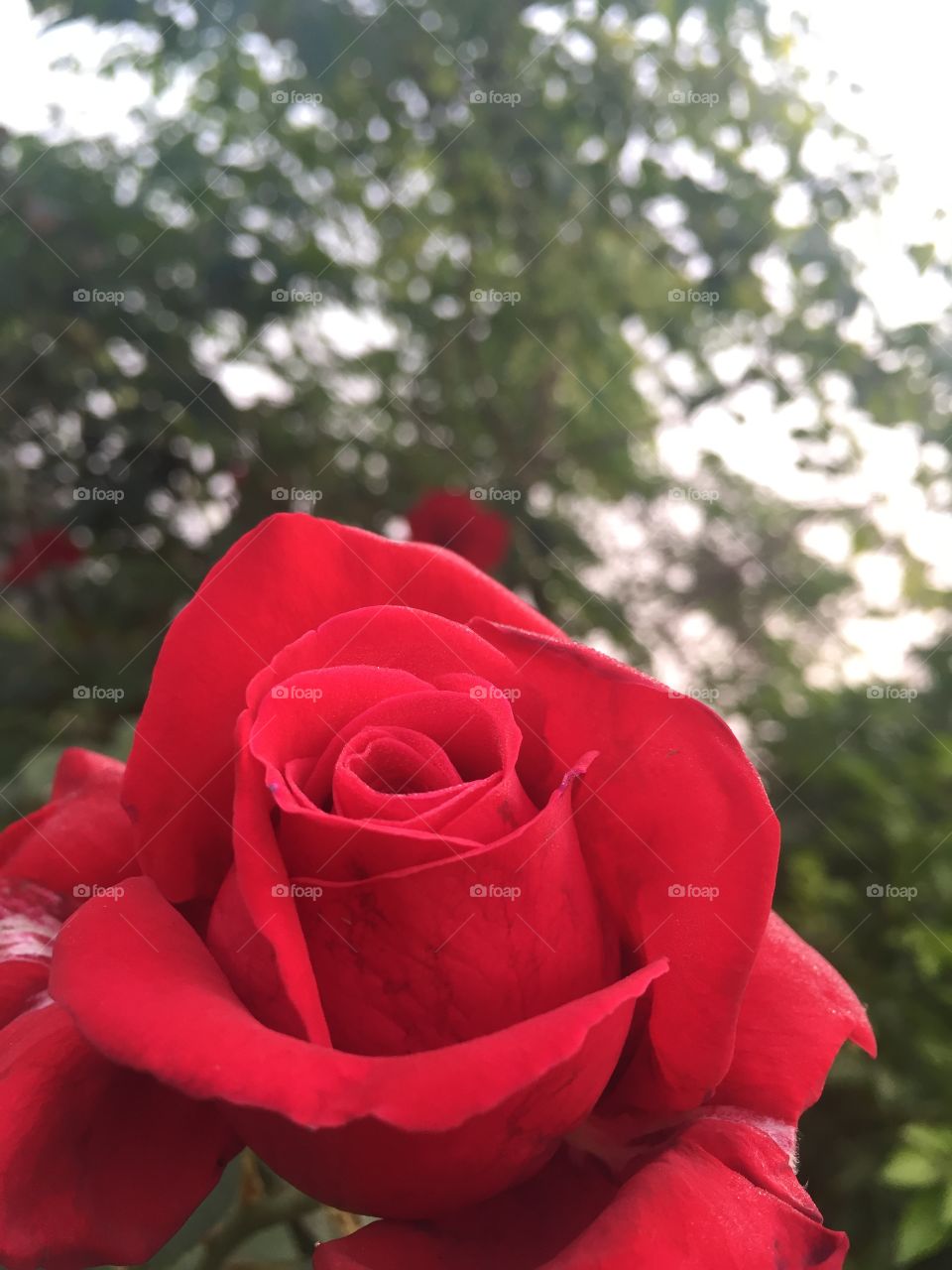 The red rose 