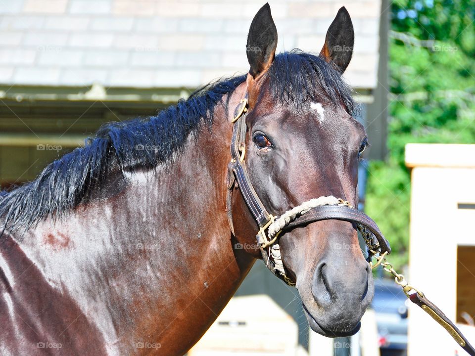 Saratoga Horses. Mark my Style poses for a portrait after his morning workout and bath at Saratoga.  
Zazzle.com/Fleetphoto 