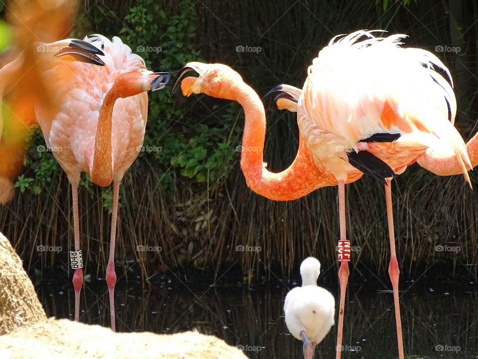 Flamingos
