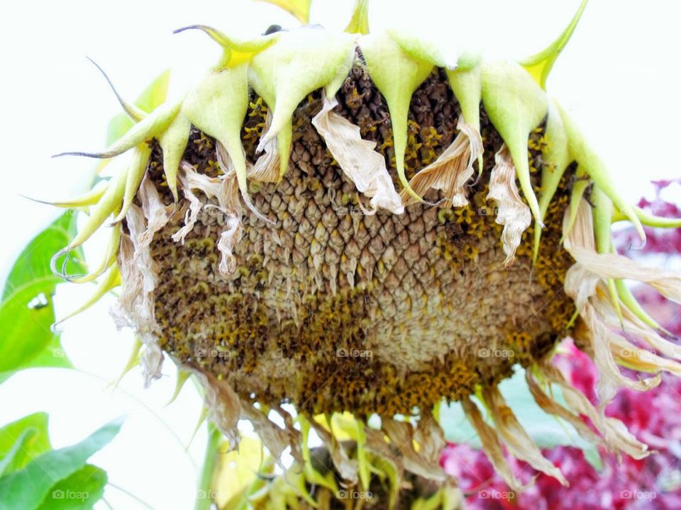 Sunflower