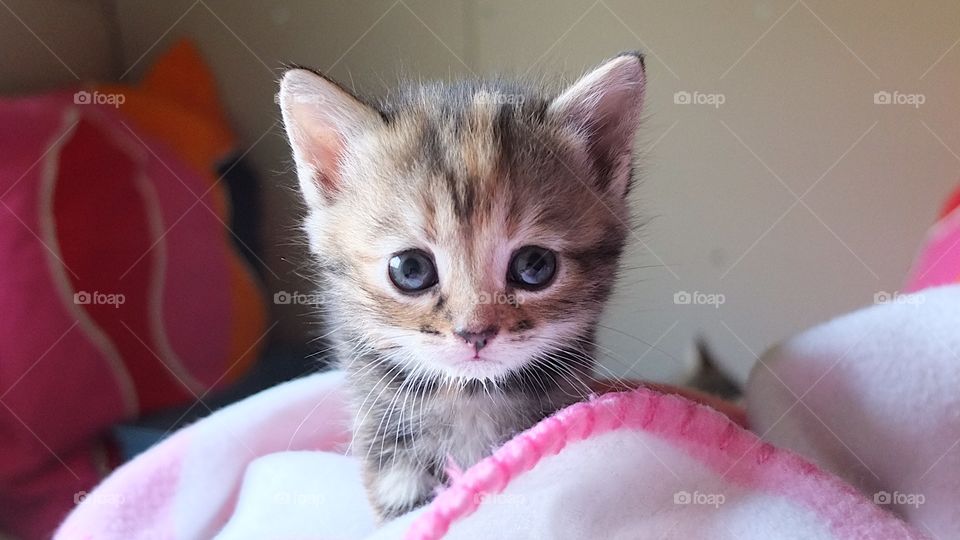 Kitten