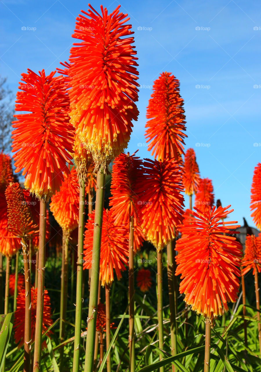 sky flowers blue red by kshapley