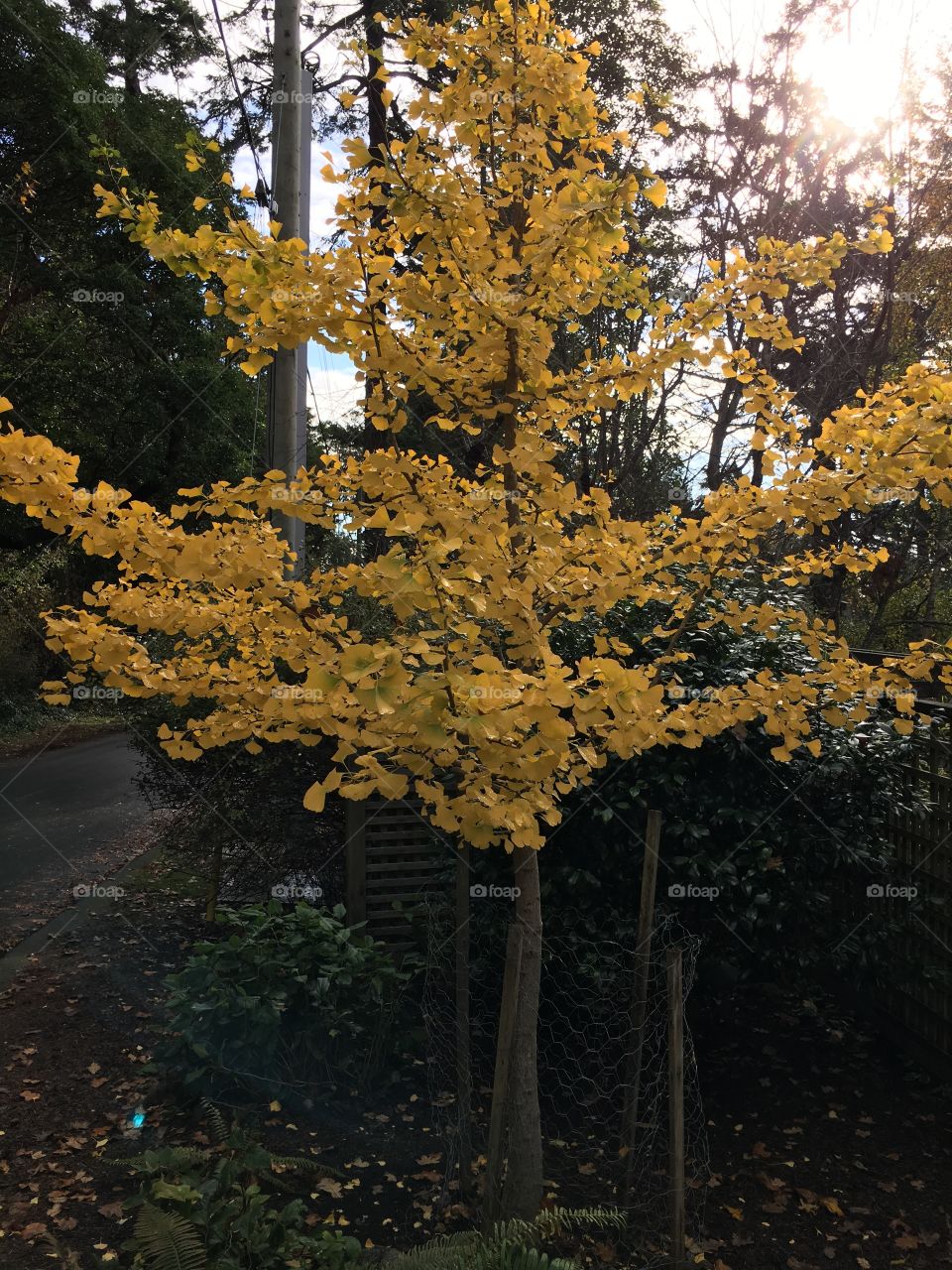 Yellow leaves