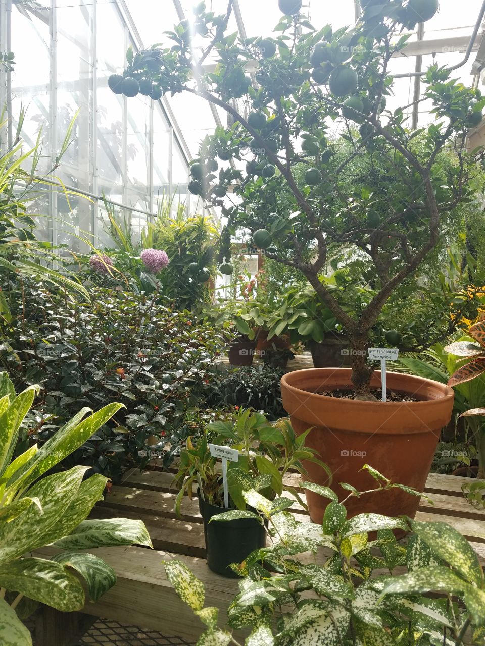 Planting Fields Arboretum State Park, Oyster Bay, NY - August 2017 - Taken on Android Phone - Galaxy S7 - Exploring the Grounds on a Lazy Sunday near the end of Summer