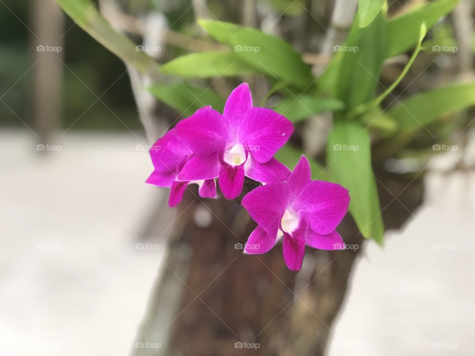 Close up of bright magenta orchids, raised in natural baskets on the trunks of coconut trees on an island in the Maldives.