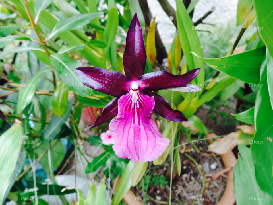 Orchid