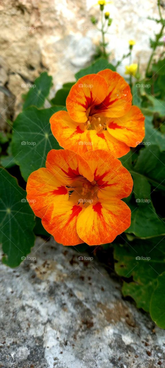 Tropaeolum majus, spring flowers