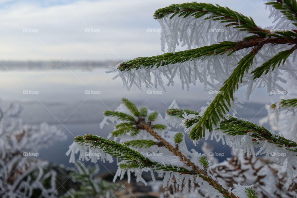 Snowy plant in winter